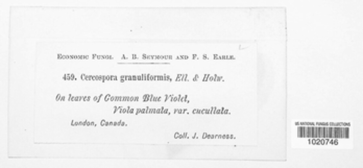 Passalora granuliformis image